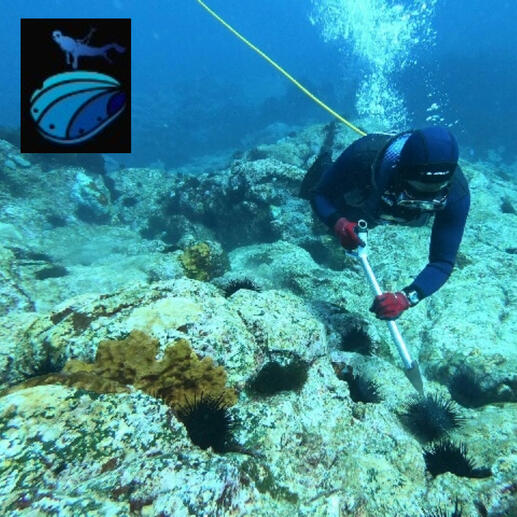 EZAIA Kelp Restoration Program