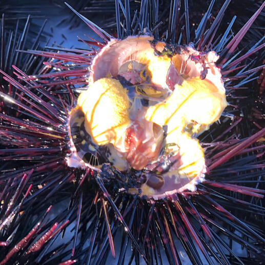 Sea Urchin